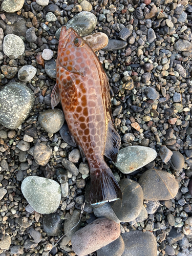 オオモンハタの釣果