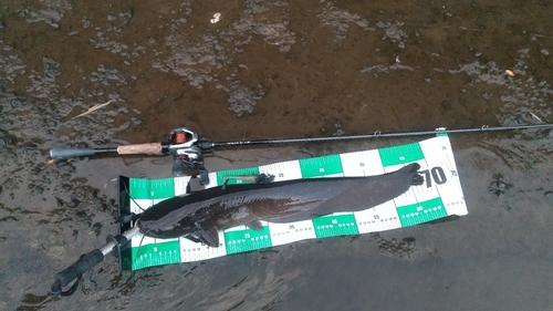 ニホンナマズの釣果