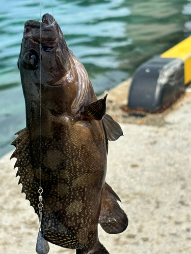 ヤミハタの釣果