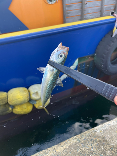 マサバの釣果