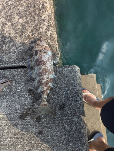 アイゴの釣果