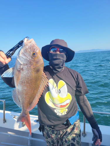 マダイの釣果