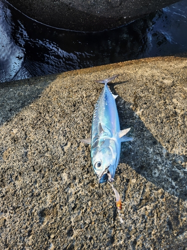 ソウダガツオの釣果