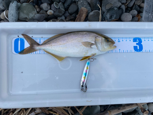 ショゴの釣果