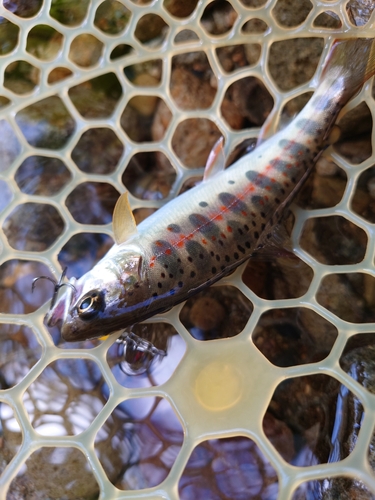 アマゴの釣果