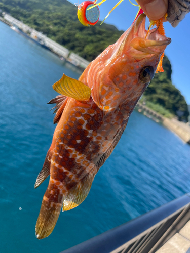 キジハタの釣果