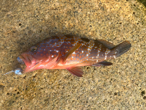 キジハタの釣果