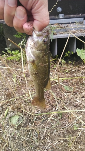 ラージマウスバスの釣果