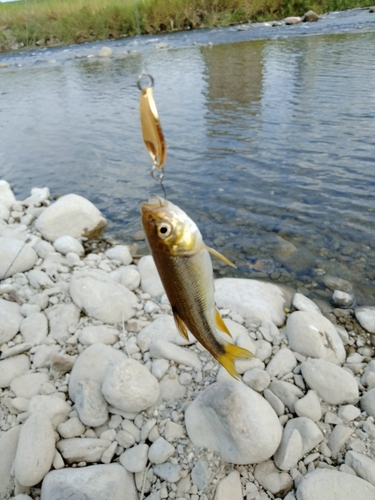 カワムツの釣果