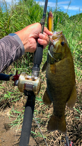 スモールマウスバスの釣果