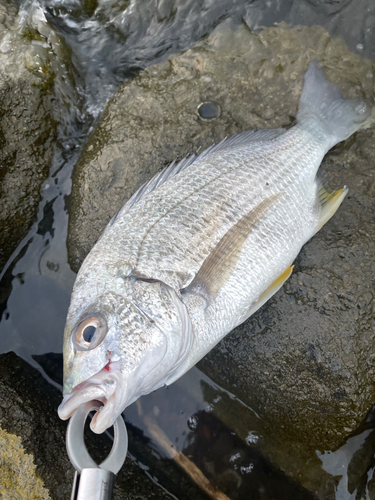 キビレの釣果