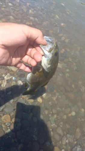 スモールマウスバスの釣果