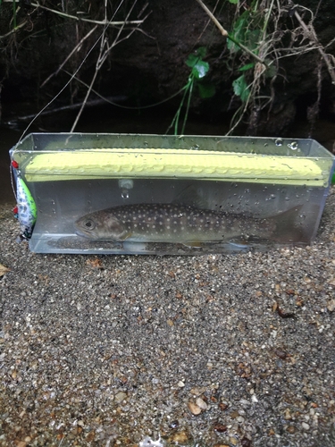 イワナの釣果