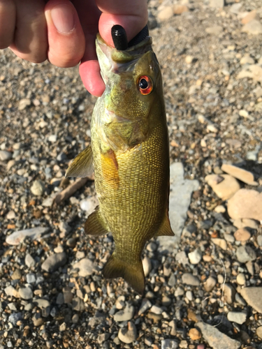 スモールマウスバスの釣果