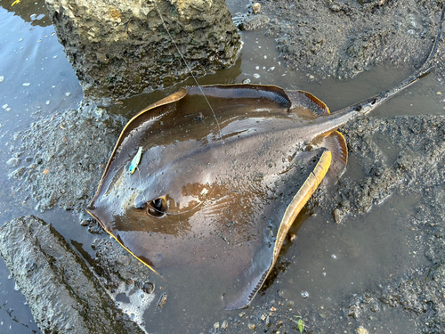 アカエイの釣果