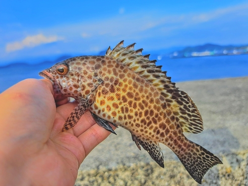 オオモンハタの釣果