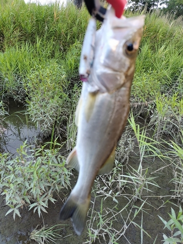 セイゴ（マルスズキ）の釣果