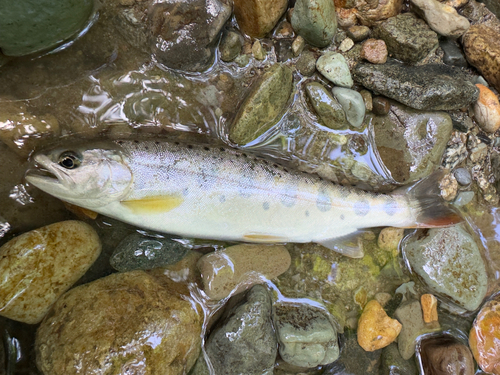 ヤマメの釣果