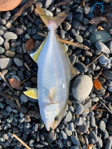 ショゴの釣果