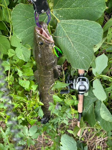 ライギョの釣果