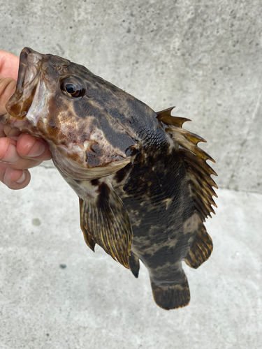 ベッコウゾイの釣果