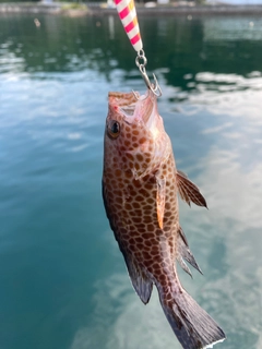 オオモンハタの釣果