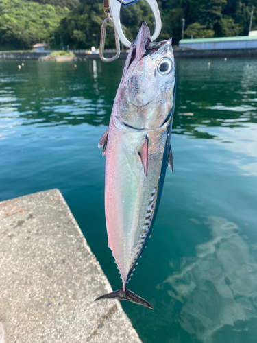 マルソウダの釣果