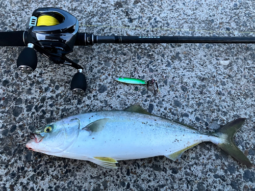 ワカシの釣果