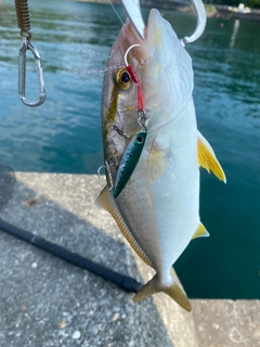 ショゴの釣果