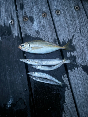 アジの釣果