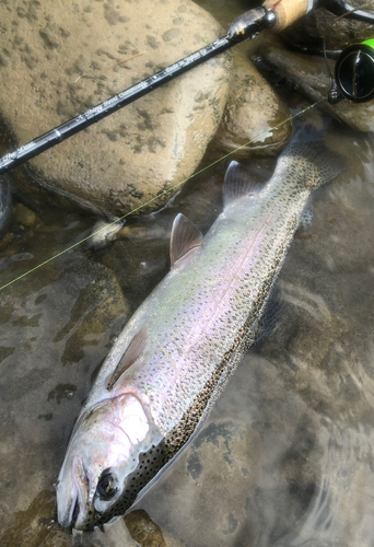 ニジマスの釣果