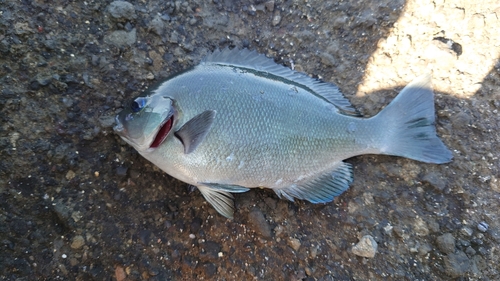 オナガグレの釣果