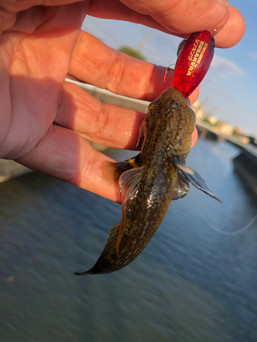 ヌマチチブの釣果