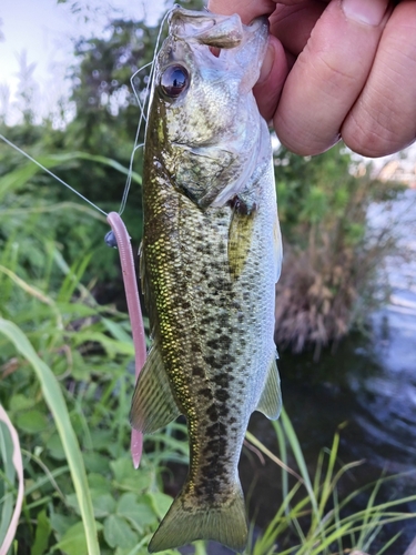 ラージマウスバスの釣果