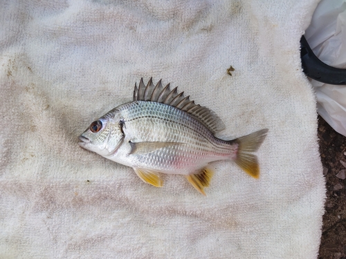 キビレの釣果