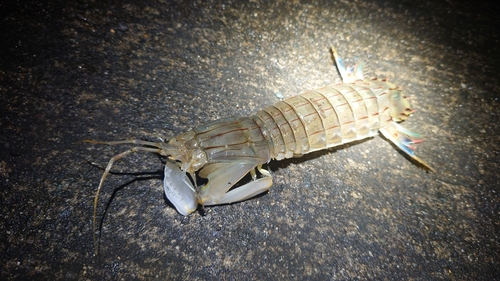 シャコの釣果