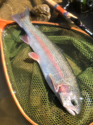 ニジマスの釣果