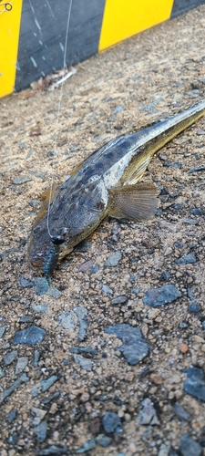 マゴチの釣果