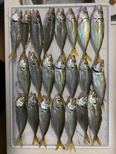 アジの釣果