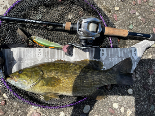 スモールマウスバスの釣果