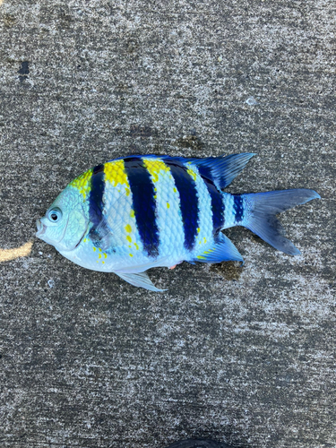 オヤビッチャの釣果