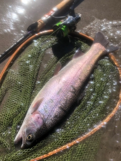 ニジマスの釣果