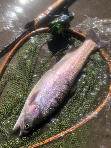 ニジマスの釣果