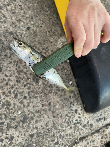 サバの釣果