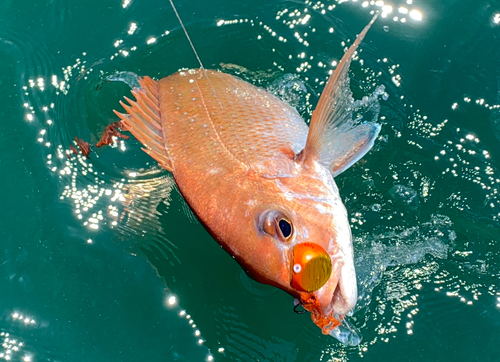 マダイの釣果