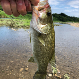 スモールマウスバス