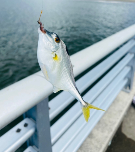 ギマの釣果