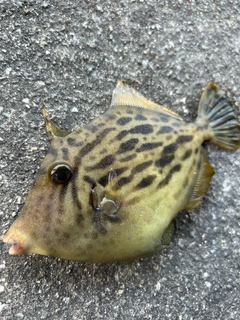 カワハギの釣果