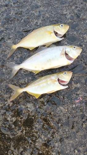 ショゴの釣果