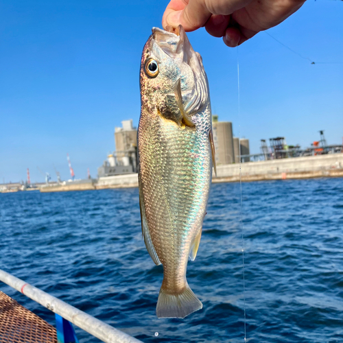 シログチの釣果